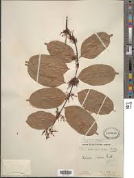 Image result for Secamone brevipes