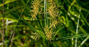 Image result for Cyperus esculentus
