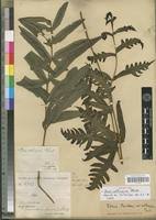 Image result for Pteris atrovirens