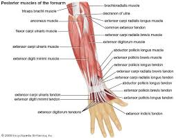 The elevated mass of the ridge muscles is the biggest thing contributing to the asymmetry in the forearms. Muscles Of The Forearm Posterior View Forearm Muscles Forearm Muscle Anatomy Muscle Anatomy