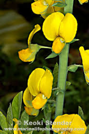 Image result for Crotalaria retusa