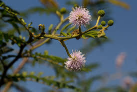 Image result for Mimosa pigra