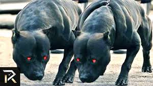 10 Most Dangerous Dog Breeds In The World In 2020 Dangerous Dogs Dogs Big Dog Breeds