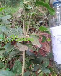 Image result for Maerua triphylla