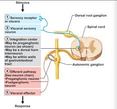 Autonomic Nervous System Flashcards Quizlet
