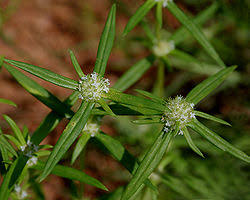 Image result for Spermacoce ruelliae