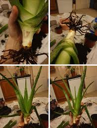 Check spelling or type a new query. Root Rotten Aloe Vera Please Help More Info In Comments Succulents