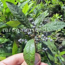 Image result for Osyridicarpos