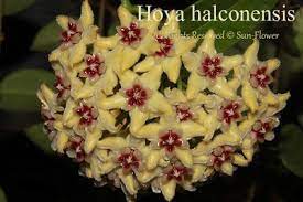 Hoya Collection Hoya Halconensis