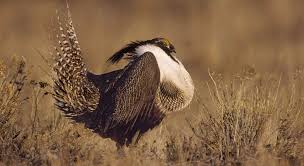 Gunnison Sage Grouse The Gunnison Sage Grouse Centrocercus Minimus Lives South Of The Colorado River In Colora Birds Of America Endangered Endangered Animals