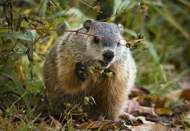 Ghn a site for factual news relevant to our community. 8 Fun Facts About Groundhogs