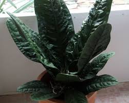 Image Result For Anthurium Superbum Anthurium Plant Leaves Succulents