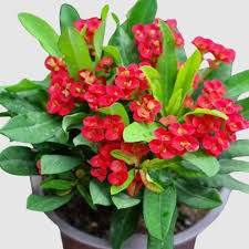 Image result for Euphorbia lissosperma