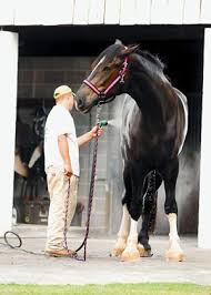 Tina Tallest Horse Update Horses Shire Horse Beautiful Horses