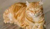 علاج التهابات عيون القطط cats animals