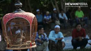 Islam menganjurkan umatnya agar selalu bekerja keras untuk mencapai 1. Doa Mujarab Menang Lomba Burung Dalam Islam Hewanpedia
