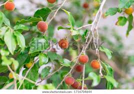 Image result for Dovyalis hispidula