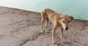 Theoretically dogs are designed to digest raw bones. My Dog Is Too Skinny Petcoach