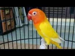 Untuk burung yang masih berada pada kisaran umur 4 bulan harga yang dibandrol mencapai rp 770.000 per ekor. Lovebird Pastel Ijo Kepala Emas Lovebirds Lover