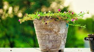 Image result for Portulacaceae