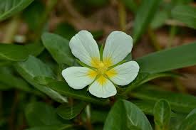 Image result for Ludwigia adscendens