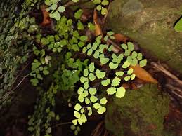 Image result for Adiantum poiretii