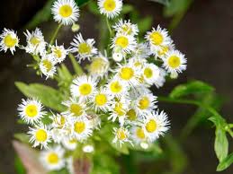 Image result for Erigeron steudelii