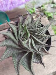 Image result for Haworthia limifolia