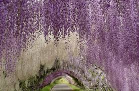 Ashiga Flower Park Japan Most Beautiful Gardens Wisteria Garden Beautiful Gardens