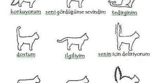 Kedileri Anlamak Zordur Derler Oysa Kuyruklari Herseyi Anlatir Kedi Hayvan Kopek