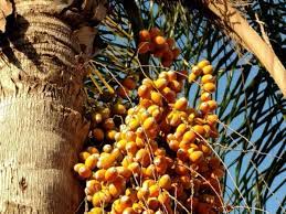 In the summer, the tree fruits and is laden with yellow/orange fruit that's about the size of a cherry. Step By Step Harvesting And Juicing Queen Palm Berries