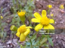 Image result for Senecio maranguensis