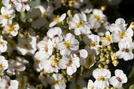 Image result for Crambe