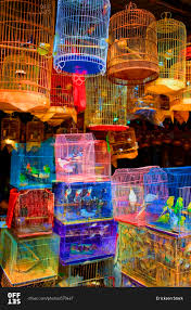 Choose the right bird cage for your feathered friend. Colorful Bird Cages At A Pet Shop Stock Photo Offset