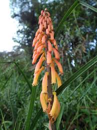 Image result for Kniphofia thomsonii