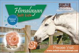 Rabbits are incapable to properly digest cooked food. Animal Salt Licks Salt Lick Himalayan Pink Salt Animals