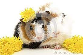 Pin On Animals
