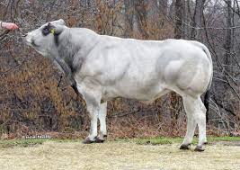 Certified piedmontese beef has a super clean, unmuddled flavor that you just don't get in other kinds of beef. Piemontese Cattle Beef Breeds