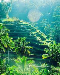 Pin On Terraced Rice Fields