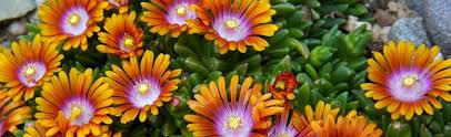 Buy fun and unique gifts at perpetual kid! Delopsperma Ice Plant At Portland Nursery And Garden Center