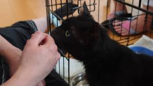 Fundraiser by Brave Kitties : Help us save this brave kitty