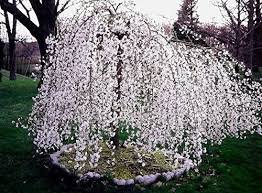 Pruning is so important for the health of the tree and to encourage beautiful. Weeping Cherry Tree Care Tips Fertilizer Pruning Intresting Facts