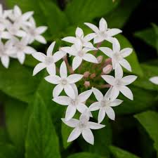 Image result for Pentas longiflora