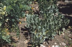 Image result for Hertia