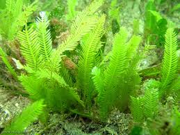 This may be the largest single cell organism, but unfertilized eggs are also single cells, making an ostrich egg the largest single cell. Why Should Astronauts Grow And Eat Caulerpa Taxifolia The World S Biggest Single Celled Organism Worldbuilding Stack Exchange
