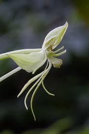 Image result for Habenaria insolita