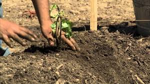 Plant the heritage raspberry plant and savor these delicious, bright red berries in the summer and fall. Heritage Raspberries Youtube