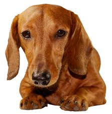 Isolated on white and sized for a popular social media cover image. Dachshund Thanksgiving Cards Sloppy Kiss Cards
