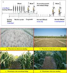 I thought i would share it here for anyone else that wants it. Field Layout Of Wheat And Maize Relay Planting With A Strip Of 80 Cm Of Download Scientific Diagram