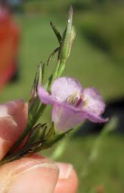 Image result for Sopubia ramosa